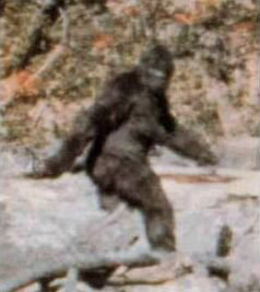 A frame from the Patterson-Gimlin film.